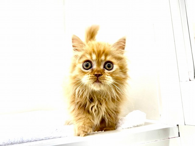 東京都のミヌエット (かねだい本町田店/2026年1月10日生まれ/男の子/レッドタビー)の子猫の2枚目の画像