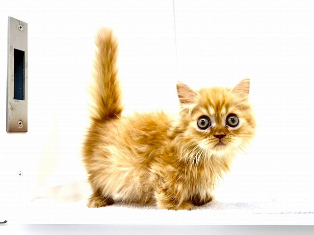 東京都のミヌエット (かねだい本町田店/2026年1月10日生まれ/男の子/レッドタビー)の子猫の3枚目の画像