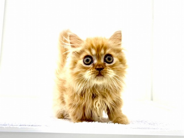 東京都のミヌエット (かねだい本町田店/2026年1月10日生まれ/男の子/レッドタビー)の子猫の4枚目の画像