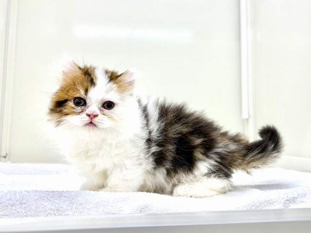 東京都のマンチカン (かねだい本町田店/2026年1月4日生まれ/男の子/ブラウンタビーホワイト)の子猫の1枚目の画像