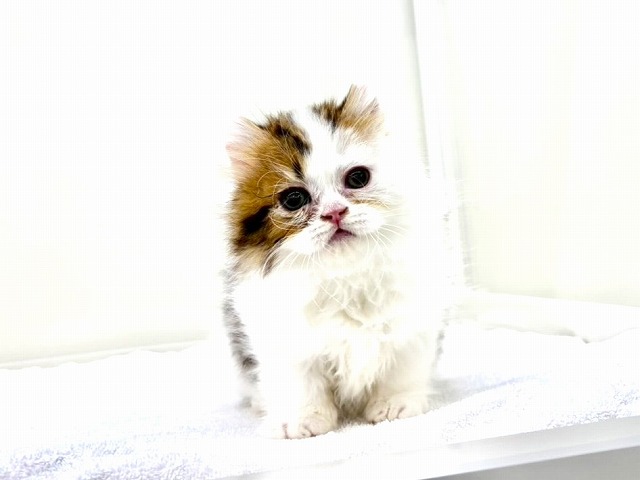 東京都のマンチカン (かねだい本町田店/2026年1月4日生まれ/男の子/ブラウンタビーホワイト)の子猫の2枚目の画像