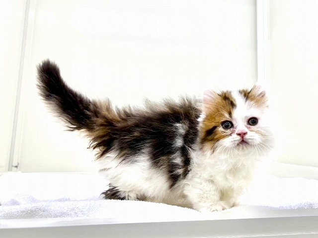 東京都のマンチカン (かねだい本町田店/2026年1月4日生まれ/男の子/ブラウンタビーホワイト)の子猫の3枚目の画像