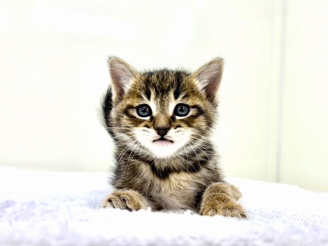 東京都のマンチカン (かねだい本町田店/2026年1月17日生まれ/女の子/ブラウンパッチドタビー)の子猫の1枚目の画像