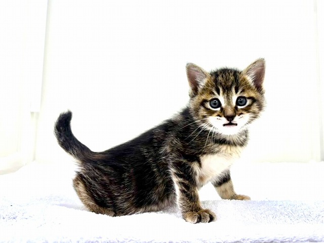 東京都のマンチカン (かねだい本町田店/2026年1月17日生まれ/女の子/ブラウンパッチドタビー)の子猫の2枚目の画像