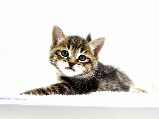 東京都のマンチカン (かねだい本町田店/2026年1月17日生まれ/女の子/ブラウンパッチドタビー)の子猫の3枚目の画像