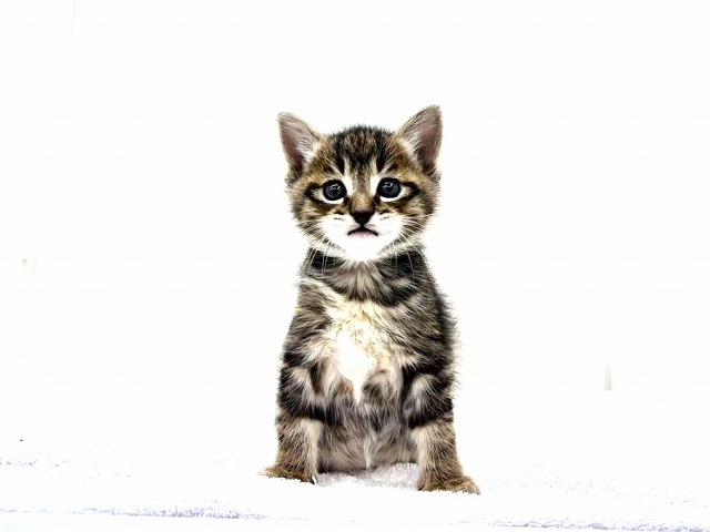 東京都のマンチカン (かねだい本町田店/2026年1月17日生まれ/女の子/ブラウンパッチドタビー)の子猫の4枚目の画像