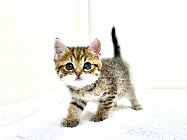 東京都のマンチカン (かねだい本町田店/2026年1月9日生まれ/男の子/ブラウンタビー)の子猫の1枚目の画像