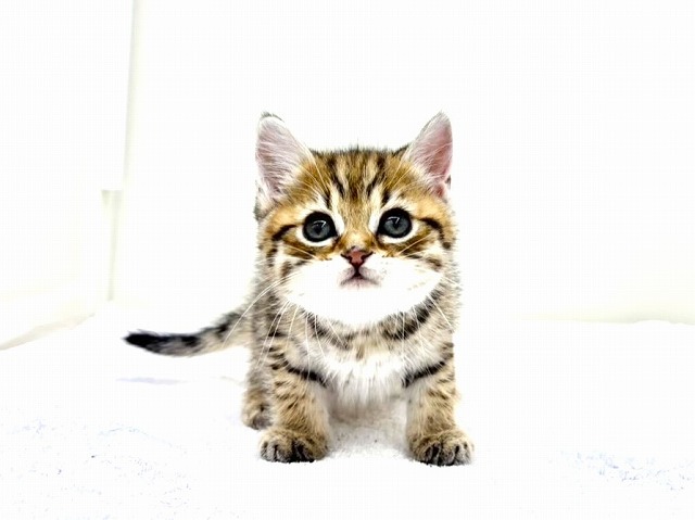 東京都のマンチカン (かねだい本町田店/2026年1月9日生まれ/男の子/ブラウンタビー)の子猫の2枚目の画像