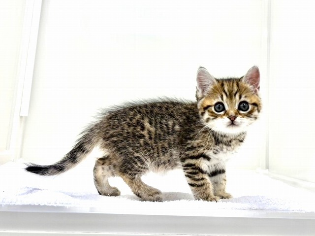 東京都のマンチカン (かねだい本町田店/2026年1月9日生まれ/男の子/ブラウンタビー)の子猫の3枚目の画像