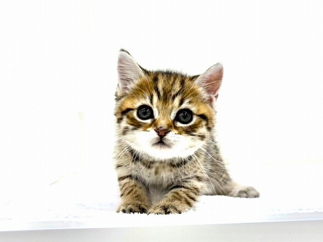 東京都のマンチカン (かねだい本町田店/2026年1月9日生まれ/男の子/ブラウンタビー)の子猫の4枚目の画像