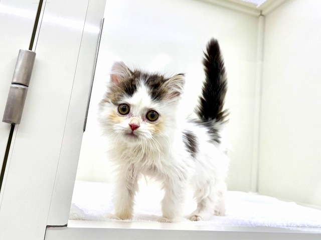 東京都のマンチカン (かねだい本町田店/2026年1月3日生まれ/男の子/ブラックタビーホワイト)の子猫の1枚目の画像