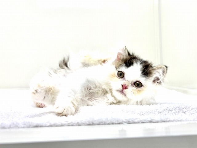 東京都のマンチカン (かねだい本町田店/2026年1月3日生まれ/男の子/ブラックタビーホワイト)の子猫の2枚目の画像