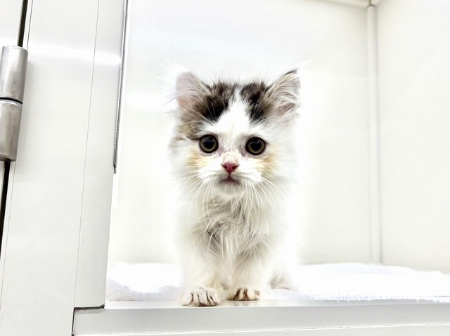 東京都のマンチカン (かねだい本町田店/2026年1月3日生まれ/男の子/ブラックタビーホワイト)の子猫の4枚目の画像