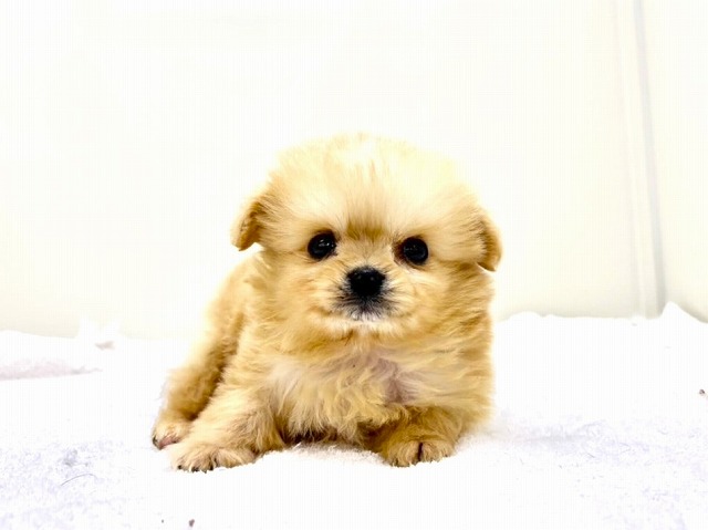 東京都のポメチワ/チワポメ/ポメチー(ポメラニアン×チワワ) (かねだい本町田店/2026年1月15日生まれ/男の子/オレンジ)の子犬の1枚目の画像