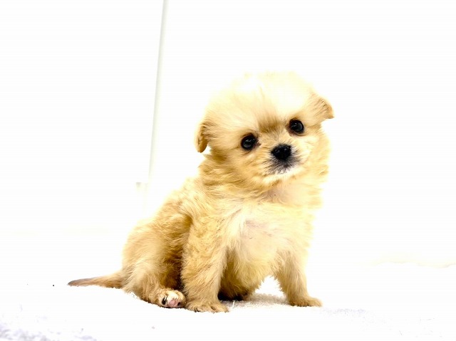 東京都のポメチワ/チワポメ/ポメチー(ポメラニアン×チワワ) (かねだい本町田店/2026年1月15日生まれ/男の子/オレンジ)の子犬の2枚目の画像