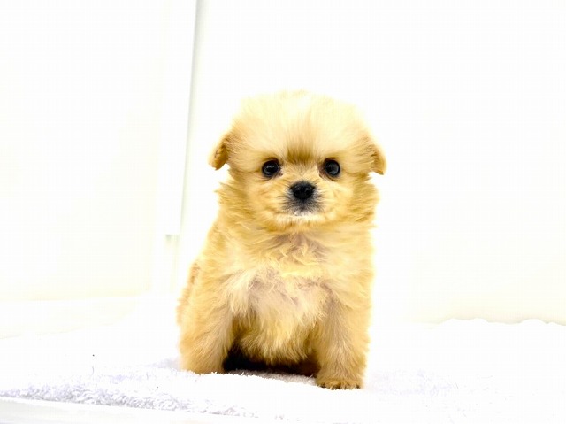 東京都のポメチワ/チワポメ/ポメチー(ポメラニアン×チワワ) (かねだい本町田店/2026年1月15日生まれ/男の子/オレンジ)の子犬の3枚目の画像