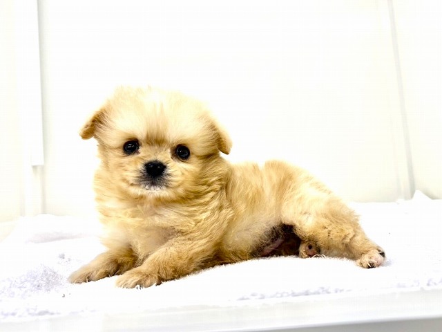 東京都のポメチワ/チワポメ/ポメチー(ポメラニアン×チワワ) (かねだい本町田店/2026年1月15日生まれ/男の子/オレンジ)の子犬の4枚目の画像