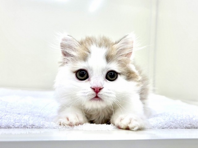 東京都のマンチカン (かねだい本町田店/2025年12月30日生まれ/男の子/ブルーホワイト)の子猫の2枚目の画像