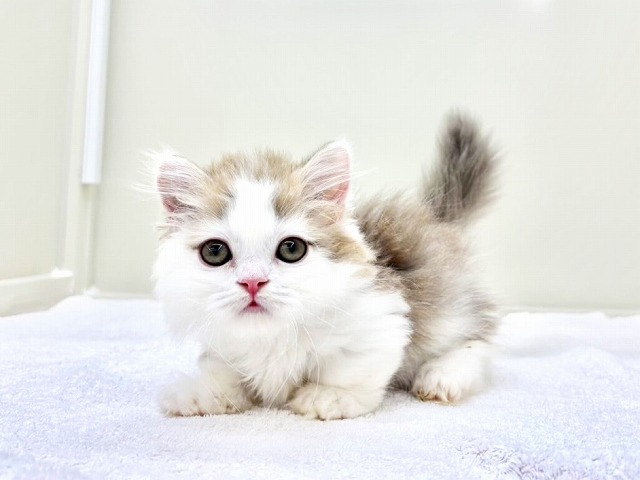 東京都のマンチカン (かねだい本町田店/2025年12月30日生まれ/男の子/ブルーホワイト)の子猫の4枚目の画像