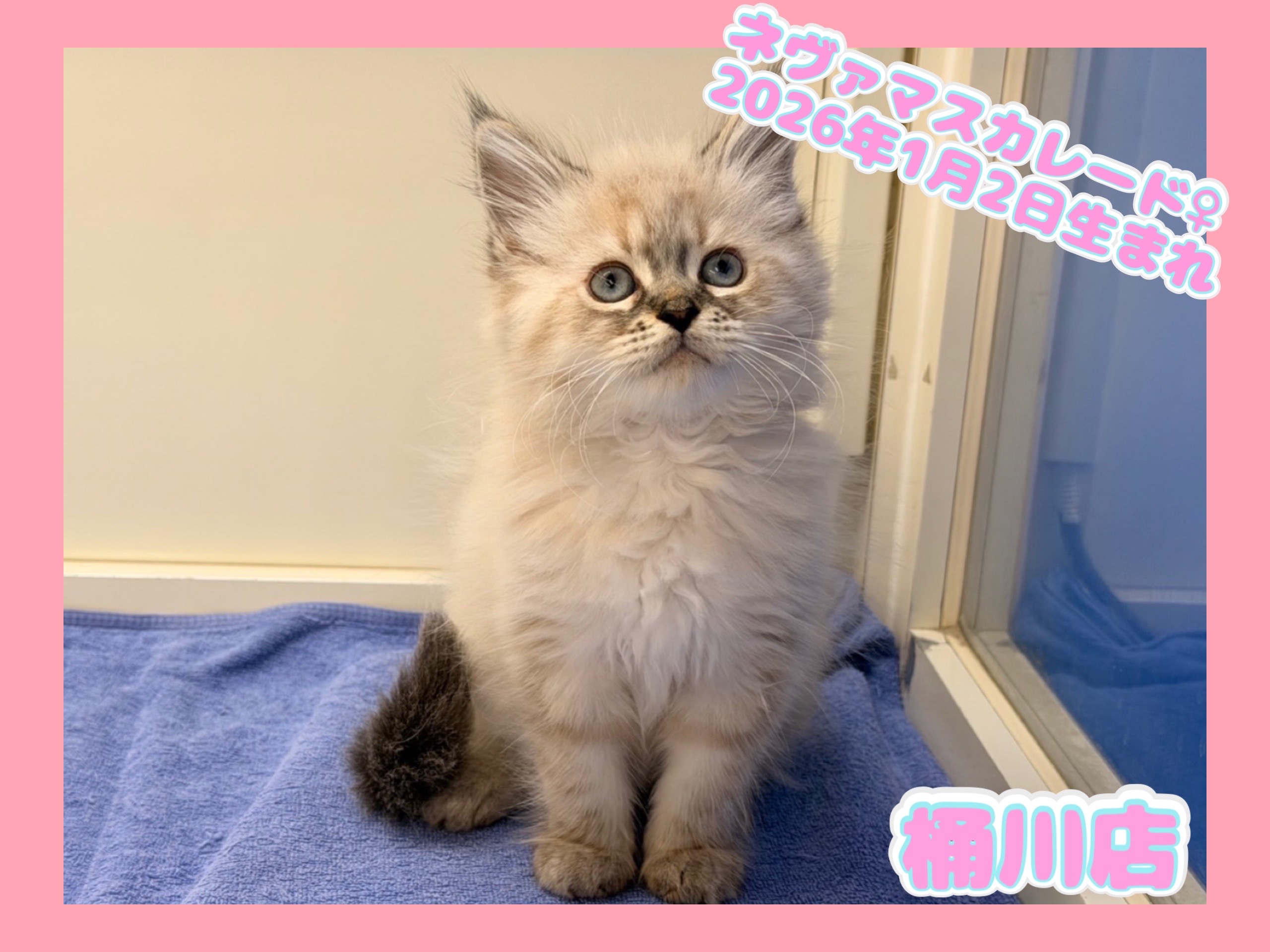 埼玉県のネヴァマスカレード (かねだい桶川店/2026年1月2日生まれ/女の子/シールリンクスポイント)の子猫の1枚目の画像