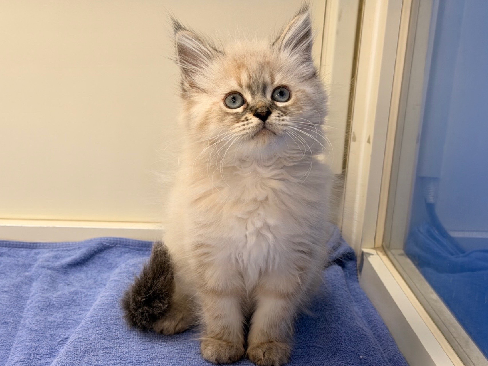 埼玉県のネヴァマスカレード (かねだい桶川店/2026年1月2日生まれ/女の子/シールリンクスポイント)の子猫の2枚目の画像