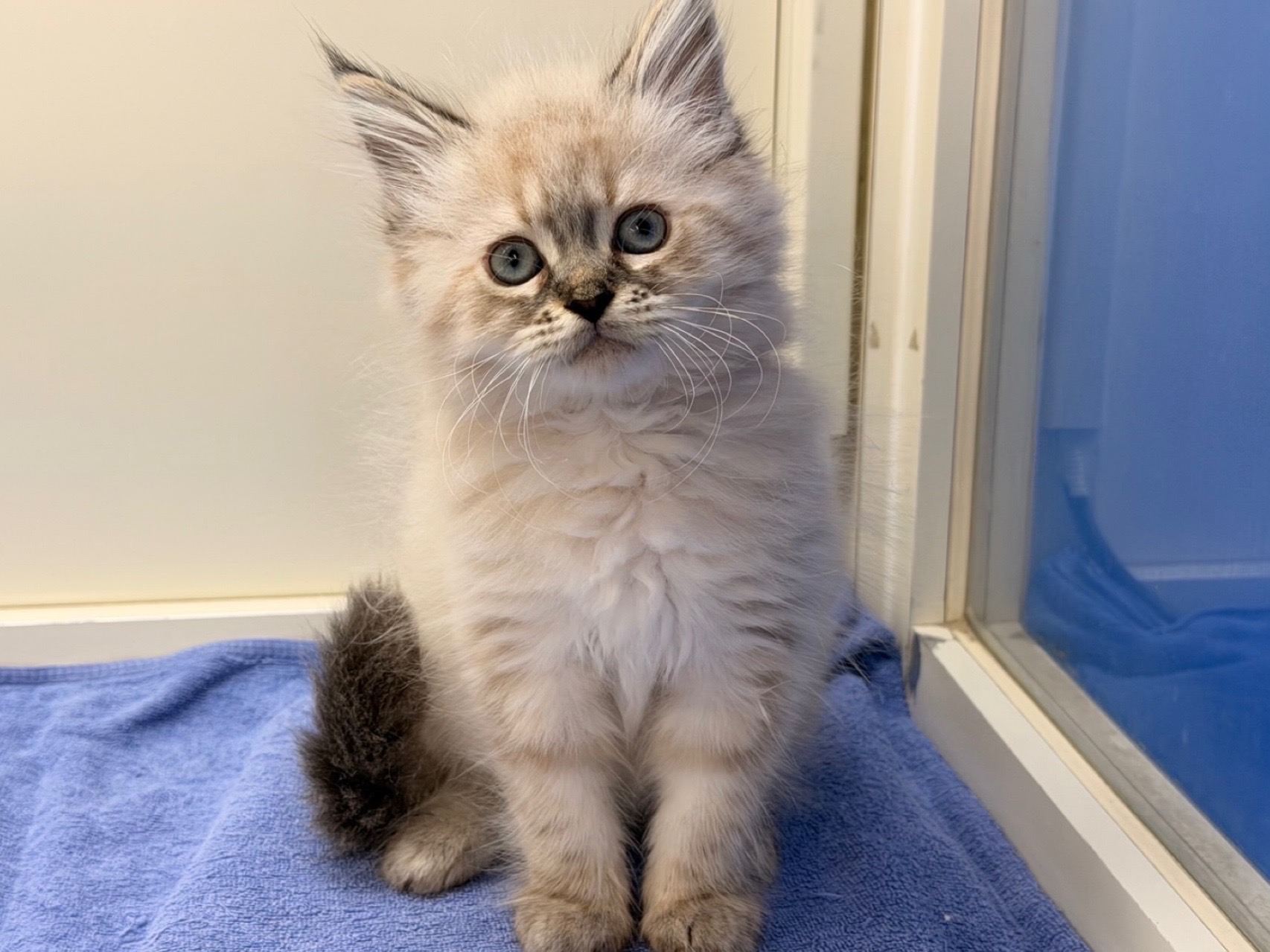 埼玉県のネヴァマスカレード (かねだい桶川店/2026年1月2日生まれ/女の子/シールリンクスポイント)の子猫の3枚目の画像