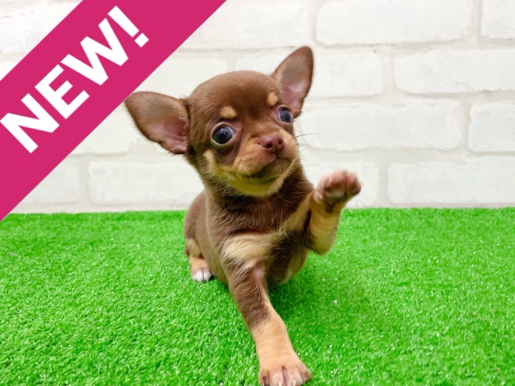 東京都のチワワ(スムース) (かねだい立川店/2026年1月17日生まれ/女の子/チョコレートタンホワイト)の子犬の1枚目の画像