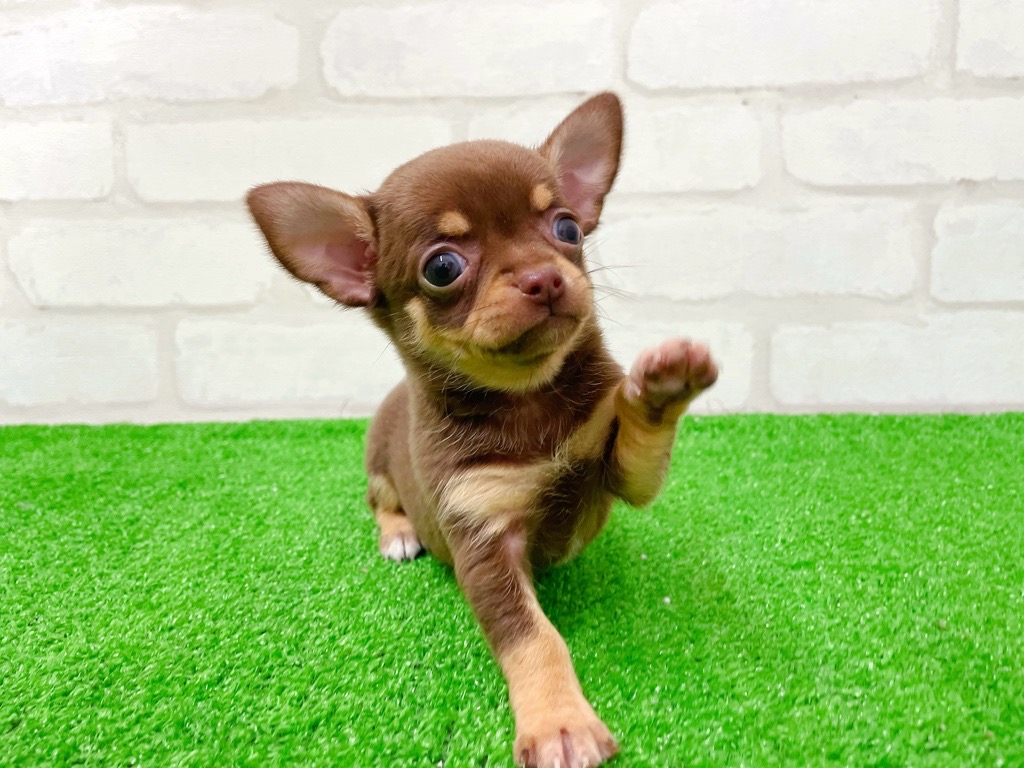 東京都のチワワ(スムース) (かねだい立川店/2026年1月17日生まれ/女の子/チョコレートタンホワイト)の子犬の2枚目の画像