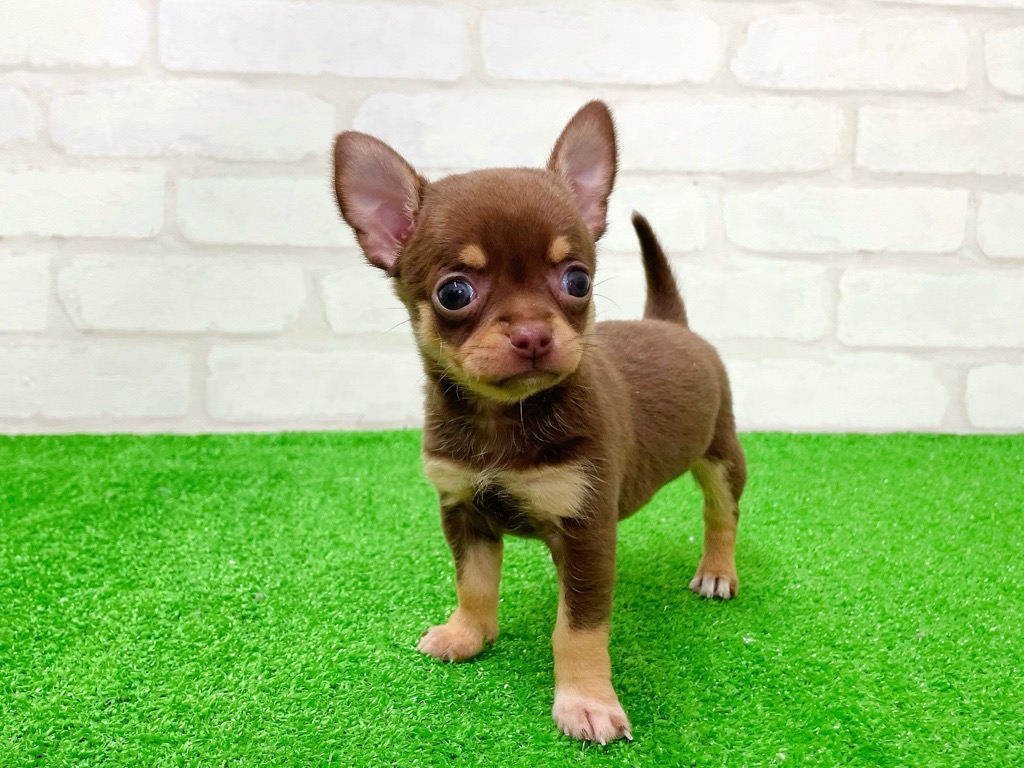 東京都のチワワ(スムース) (かねだい立川店/2026年1月17日生まれ/女の子/チョコレートタンホワイト)の子犬の3枚目の画像