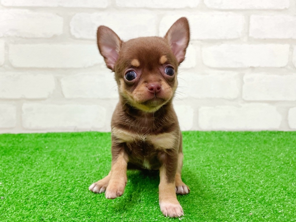 東京都のチワワ(スムース) (かねだい立川店/2026年1月17日生まれ/女の子/チョコレートタンホワイト)の子犬の4枚目の画像