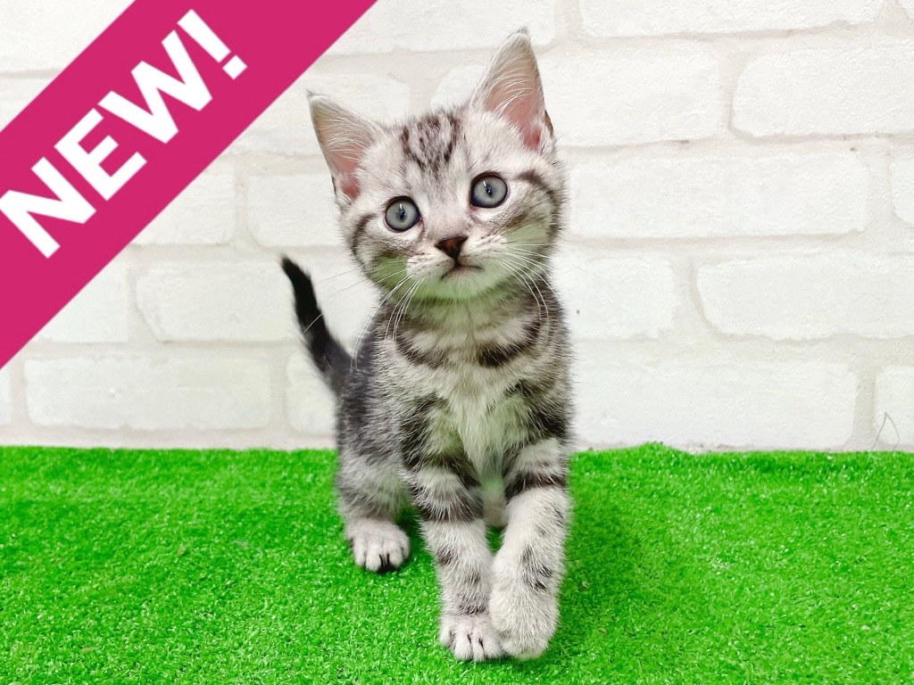 東京都のアメリカンショートヘアー (かねだい立川店/2026年1月16日生まれ/男の子/シルバータビー)の子猫の1枚目の画像