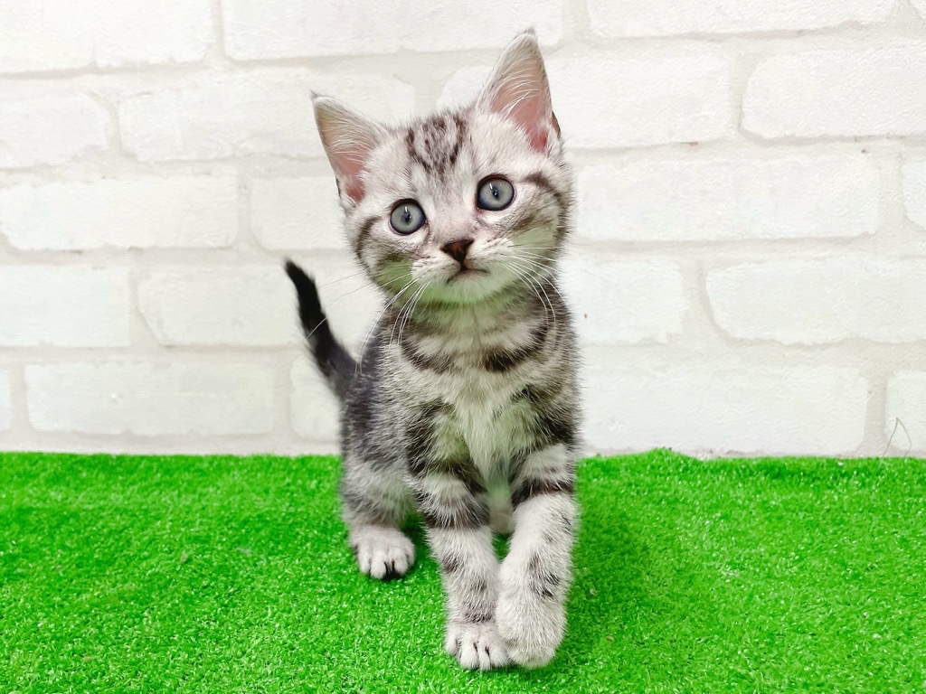 東京都のアメリカンショートヘアー (かねだい立川店/2026年1月16日生まれ/男の子/シルバータビー)の子猫の2枚目の画像