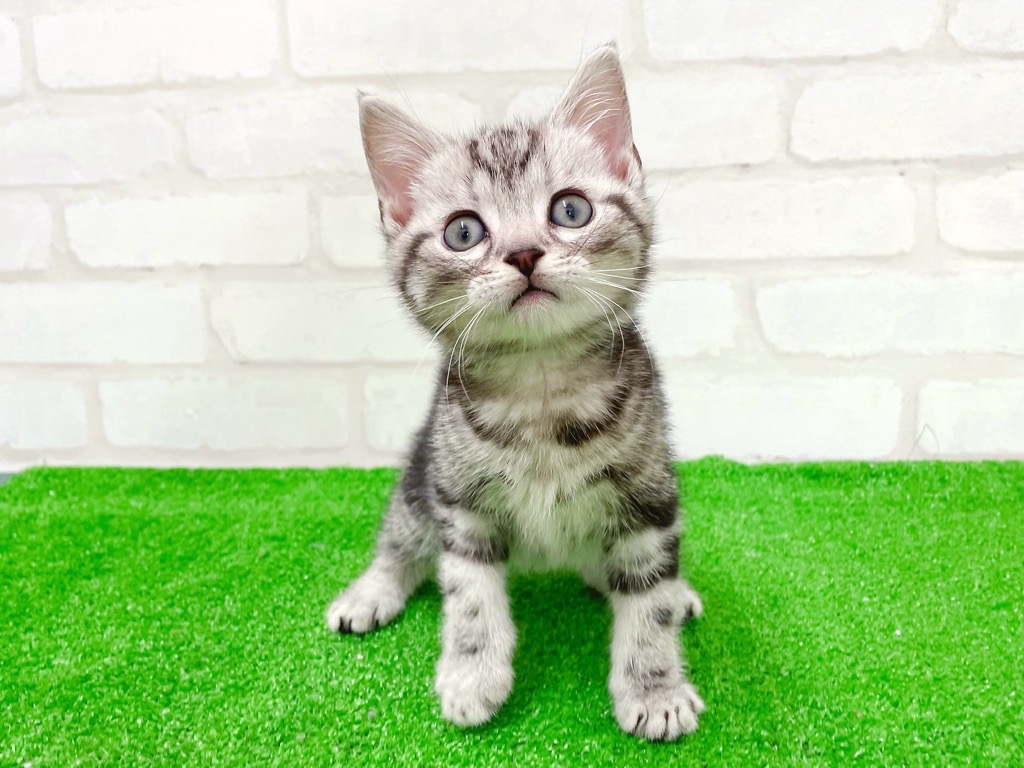 東京都のアメリカンショートヘアー (かねだい立川店/2026年1月16日生まれ/男の子/シルバータビー)の子猫の3枚目の画像