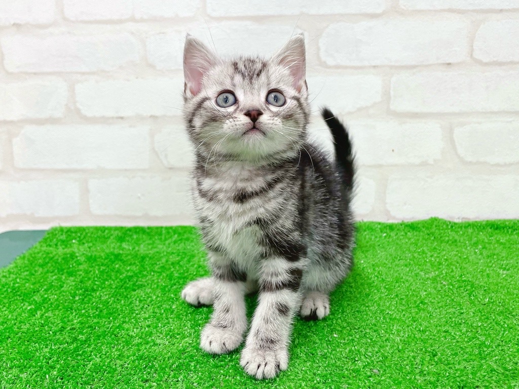 東京都のアメリカンショートヘアー (かねだい立川店/2026年1月16日生まれ/男の子/シルバータビー)の子猫の4枚目の画像