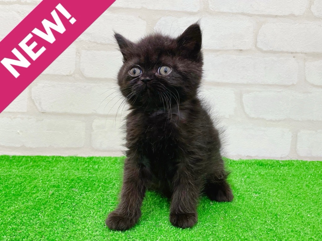 東京都のエキゾチック (かねだい立川店/2026年1月16日生まれ/男の子/ブラック)の子猫の1枚目の画像
