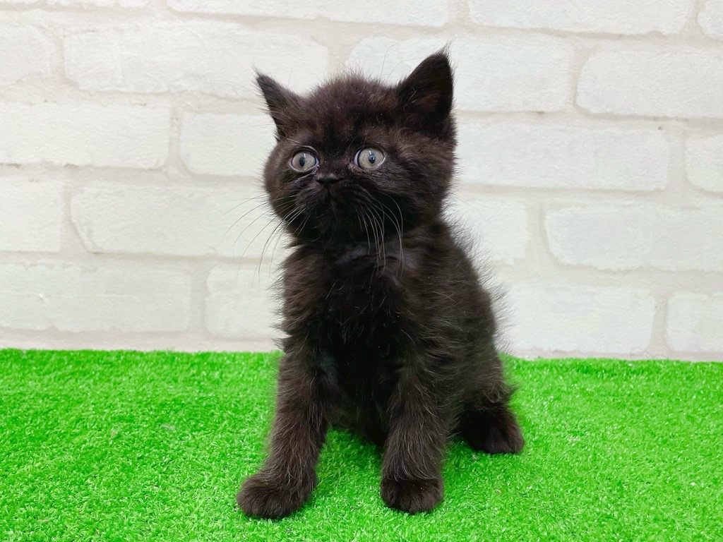 東京都のエキゾチック (かねだい立川店/2026年1月16日生まれ/男の子/ブラック)の子猫の2枚目の画像