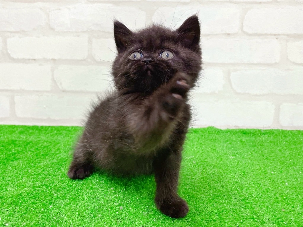 東京都のエキゾチック (かねだい立川店/2026年1月16日生まれ/男の子/ブラック)の子猫の4枚目の画像
