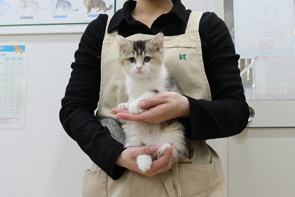 神奈川県のブリティッシュショートヘアー (かねだい伊勢原店/2026年1月1日生まれ/女の子/ブラウンタビーホワイト)の子猫
