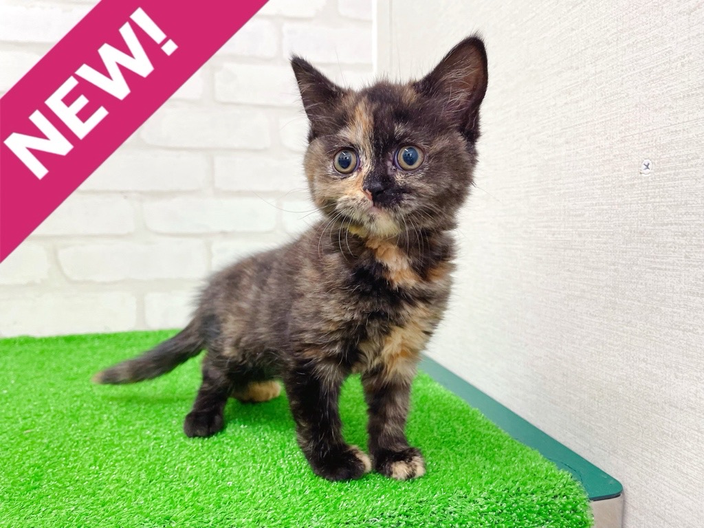 東京都のブリティッシュショートヘアー (かねだい立川店/2026年1月10日生まれ/女の子/トーティー)の子猫の1枚目の画像