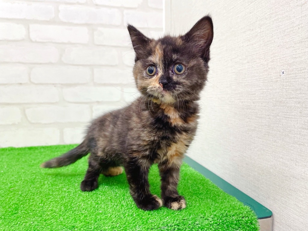 東京都のブリティッシュショートヘアー (かねだい立川店/2026年1月10日生まれ/女の子/トーティー)の子猫の2枚目の画像
