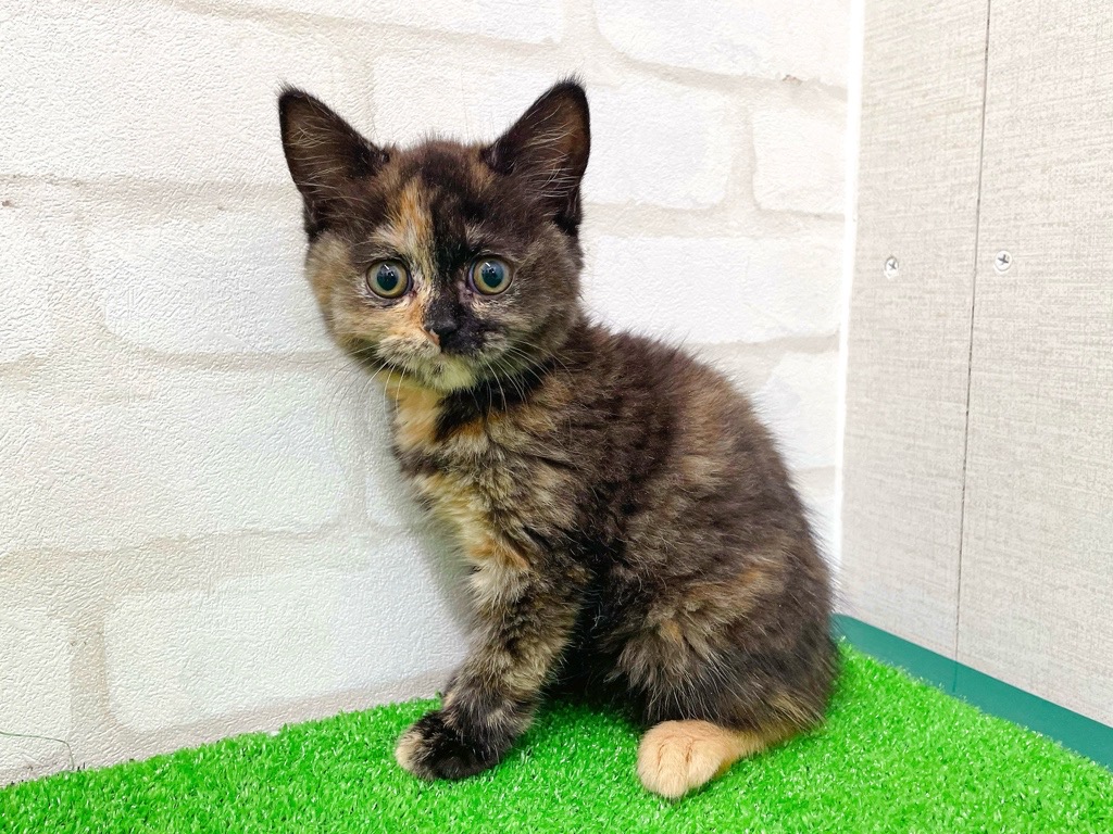 東京都のブリティッシュショートヘアー (かねだい立川店/2026年1月10日生まれ/女の子/トーティー)の子猫の3枚目の画像