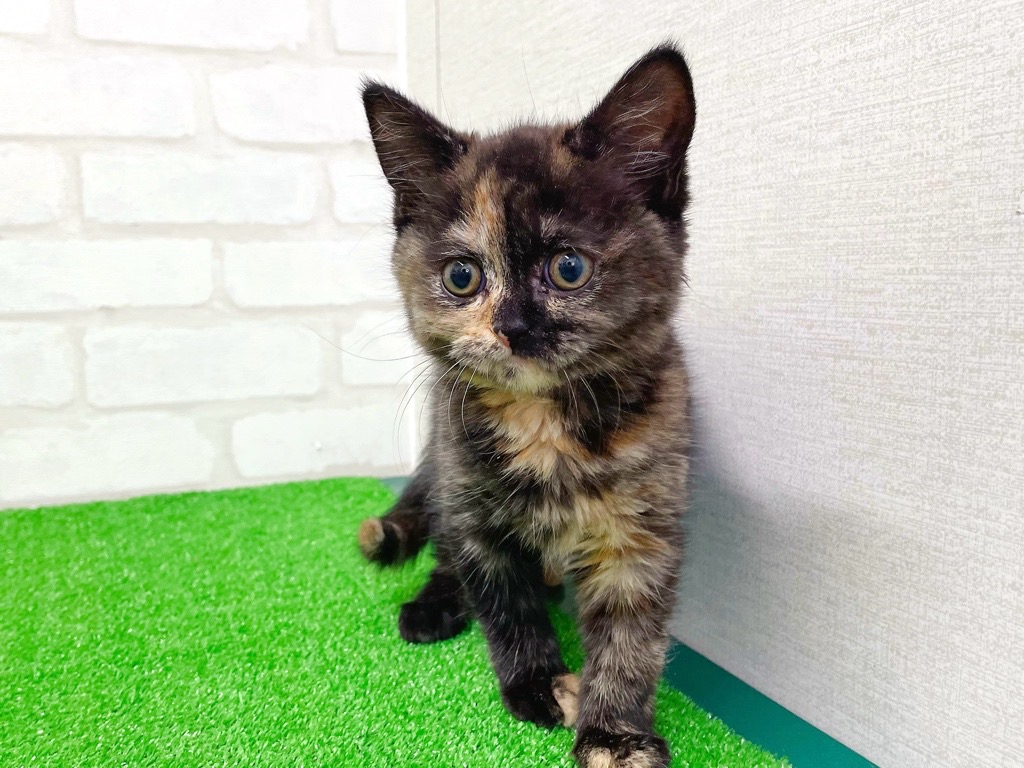 東京都のブリティッシュショートヘアー (かねだい立川店/2026年1月10日生まれ/女の子/トーティー)の子猫の4枚目の画像