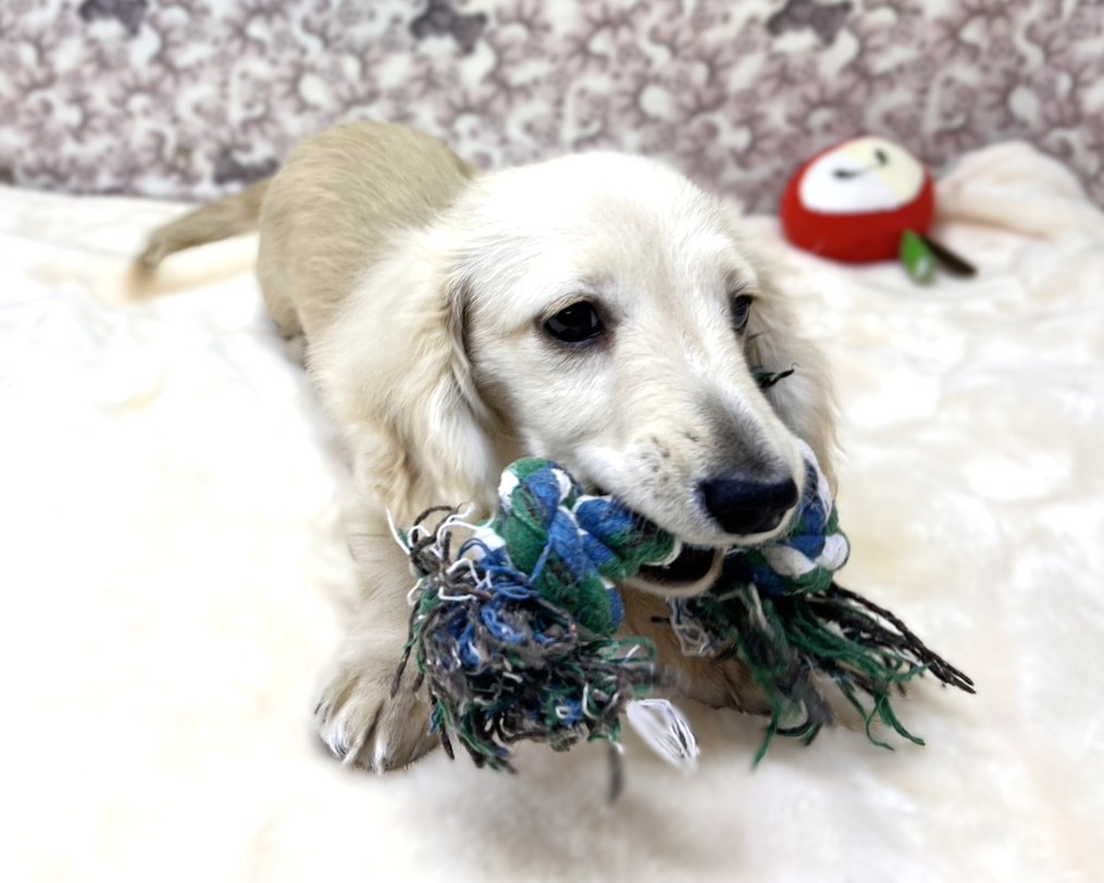 茨城県のミニチュアダックスフンド(ロング) (かねだいペットトライアル利根川/2025年10月25日生まれ/男の子/イエロー)の子犬の1枚目の画像