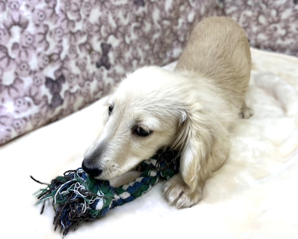 茨城県のミニチュアダックスフンド(ロング) (かねだいペットトライアル利根川/2025年10月25日生まれ/男の子/イエロー)の子犬の2枚目の画像