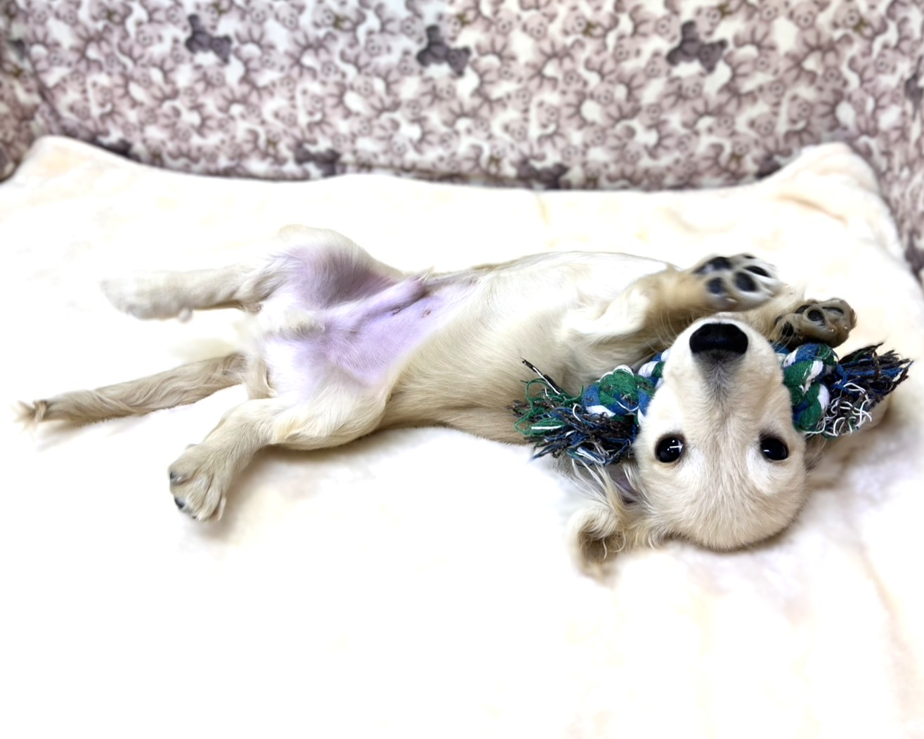 茨城県のミニチュアダックスフンド(ロング) (かねだいペットトライアル利根川/2025年10月25日生まれ/男の子/イエロー)の子犬の3枚目の画像