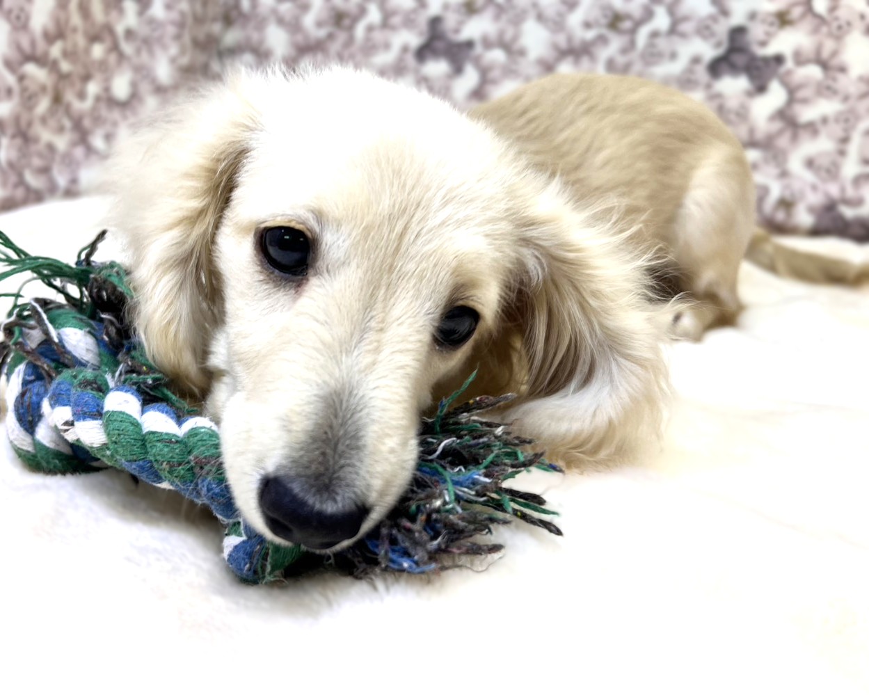 茨城県のミニチュアダックスフンド(ロング) (かねだいペットトライアル利根川/2025年10月25日生まれ/男の子/イエロー)の子犬の4枚目の画像