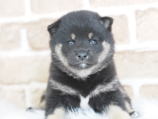 埼玉県の豆柴 (かねだい戸田店/2025年1月15日生まれ/女の子/黒)の子犬