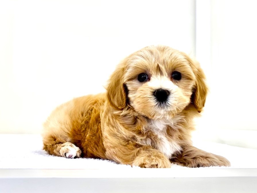 お見本です 振袖 トイプードル ヨーキー シーズー マルチーズ お見本です 振袖 トイプードル ヨーキー シーズー マルチーズ