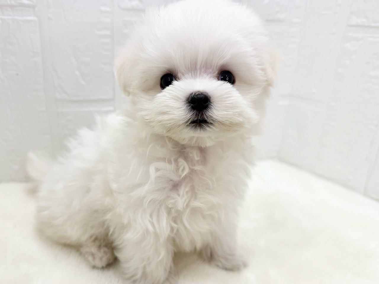 お見本です 振袖 トイプードル ヨーキー シーズー マルチーズ