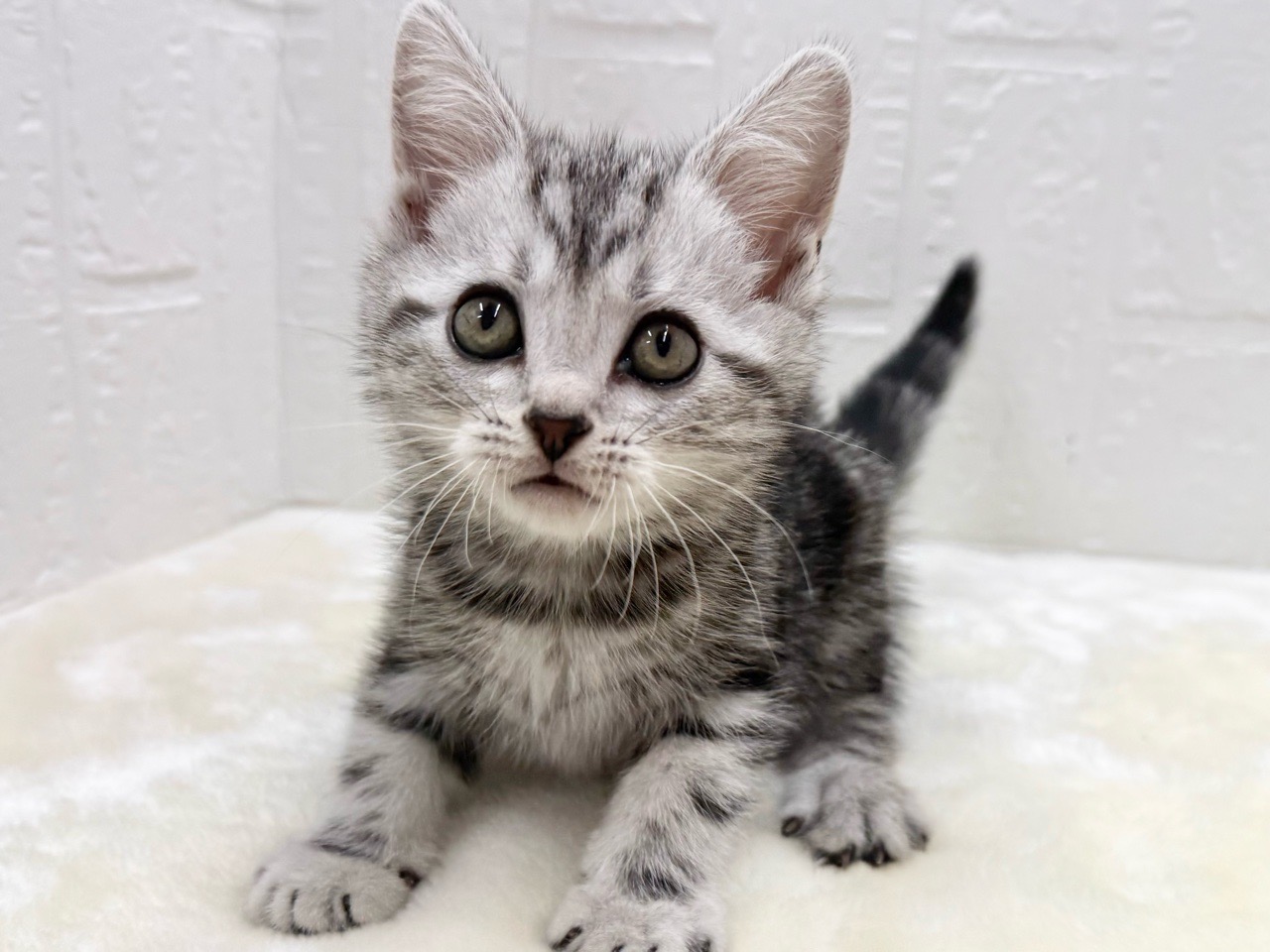 東京都のアメリカンショートヘアー (かねだい青梅店/2026年1月14日生まれ/男の子/シルバータビー)の子猫の2枚目の画像